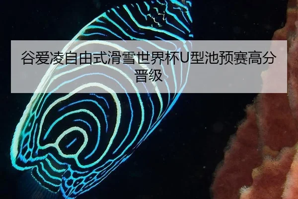 谷爱凌自由式滑雪世界杯U型池预赛高分晋级